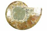 Cut & Polished Ammonite Fossil (Half) - Madagascar #364862-1